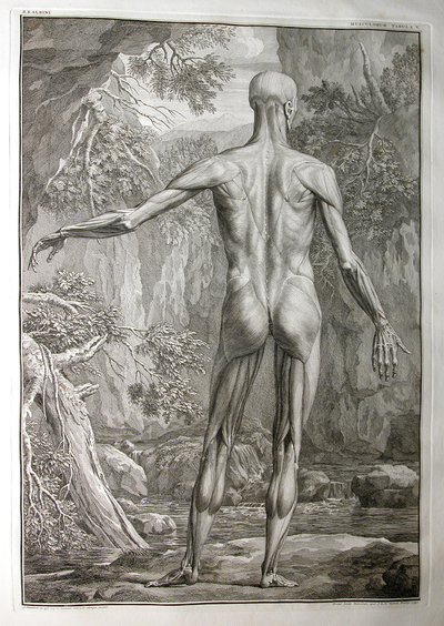 Albinus I, Tafel V: Muskulatur, Illustration aus 